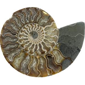 This is a picture of a Cleoniceras Ammonite cut in half, showing how perfectly the insides of the ammonite were fossilized.
