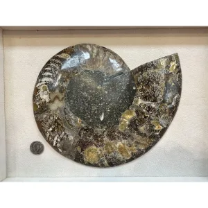 Cleoniceras Cleon Ammonite – 7″ x 6″ Prehistoric Online