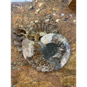 Cleoniceras Cleon Ammonite Pair – 10″ x 9″ Prehistoric Online