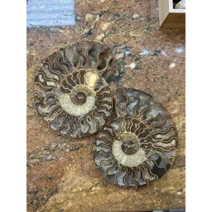 Cleoniceras Cleon Ammonite Pair – 10″ x 9″ Prehistoric Online
