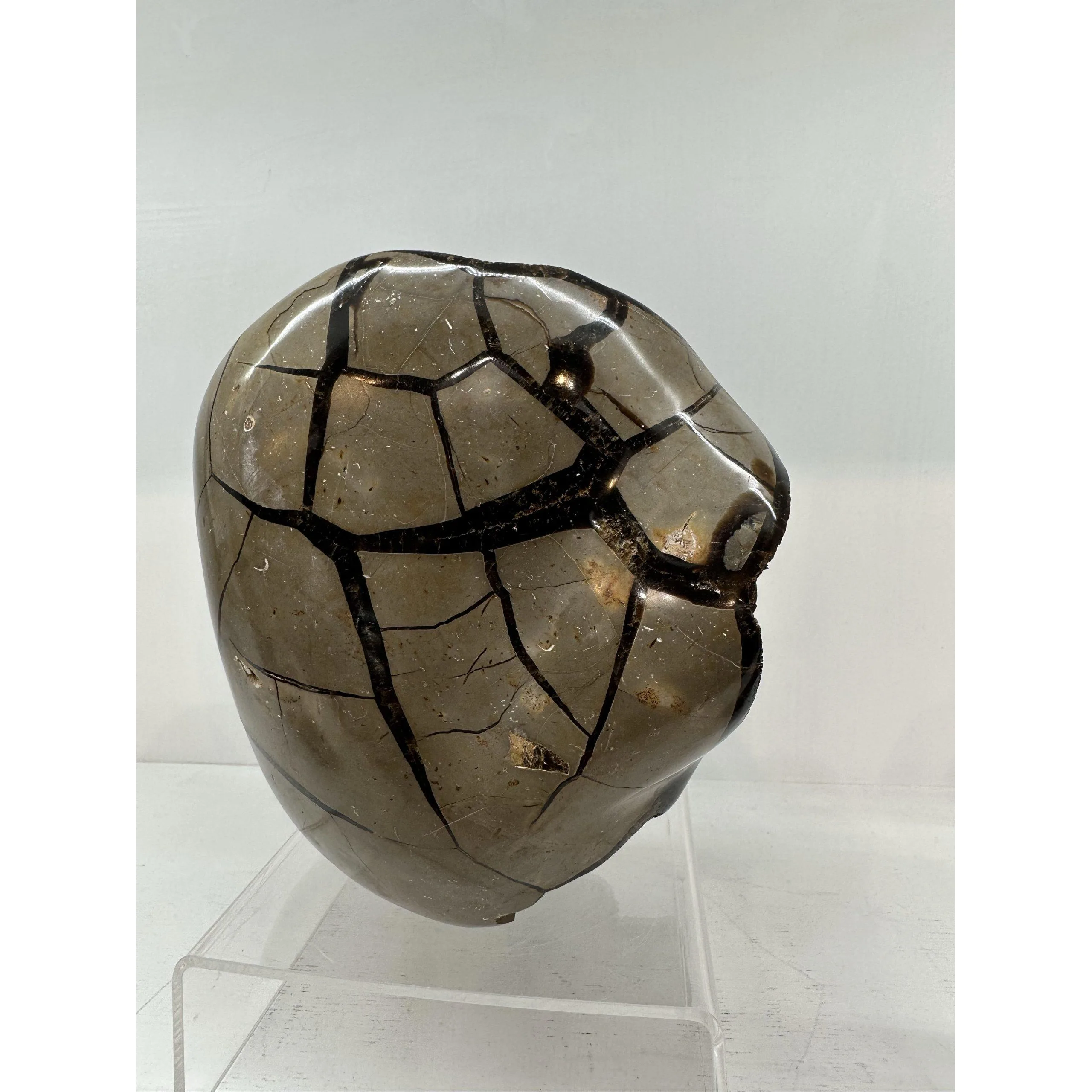 Septarian Stand up – Dragon Egg  abstract Prehistoric Online