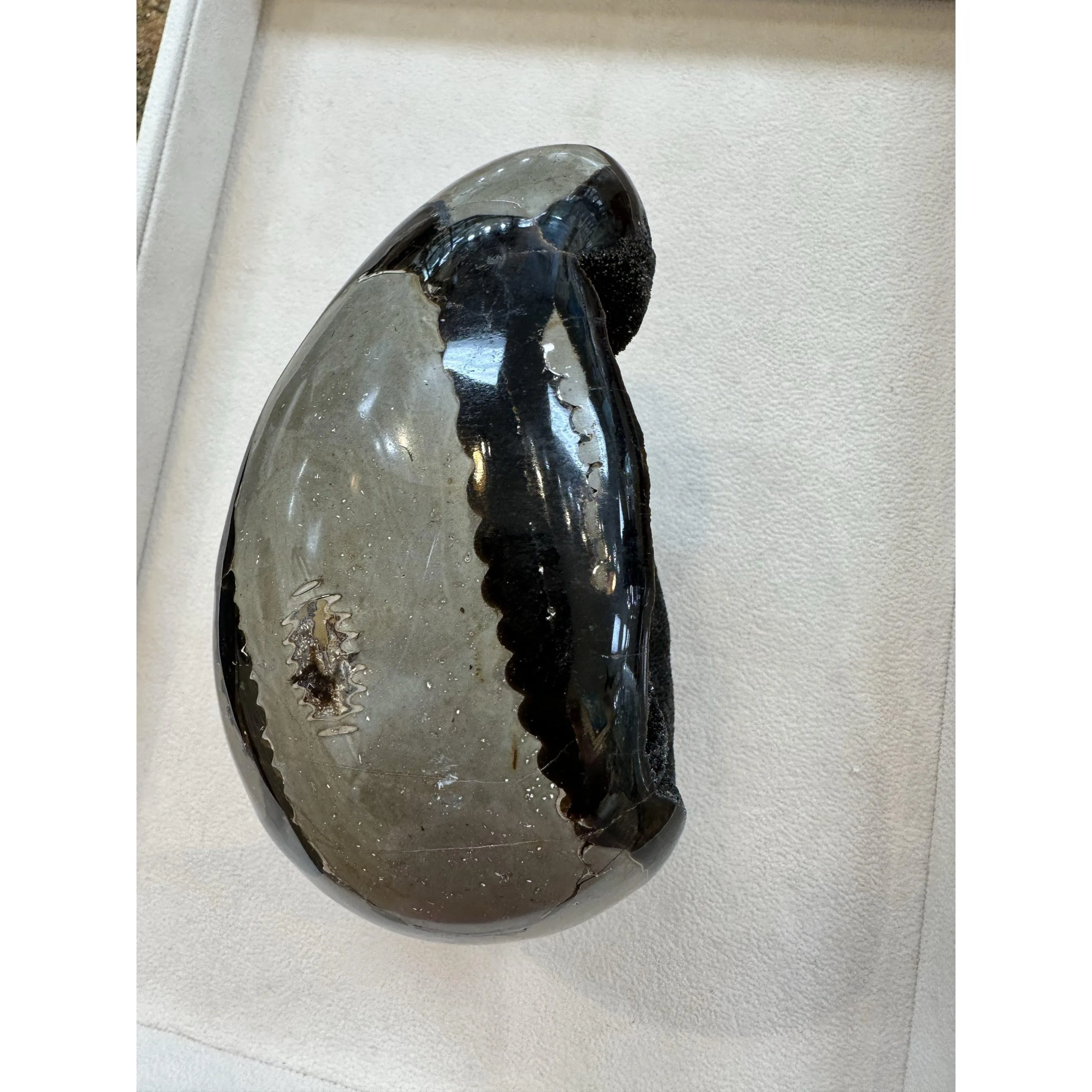 Septarian Dragon Egg – 5 inch, huge carving Prehistoric Online