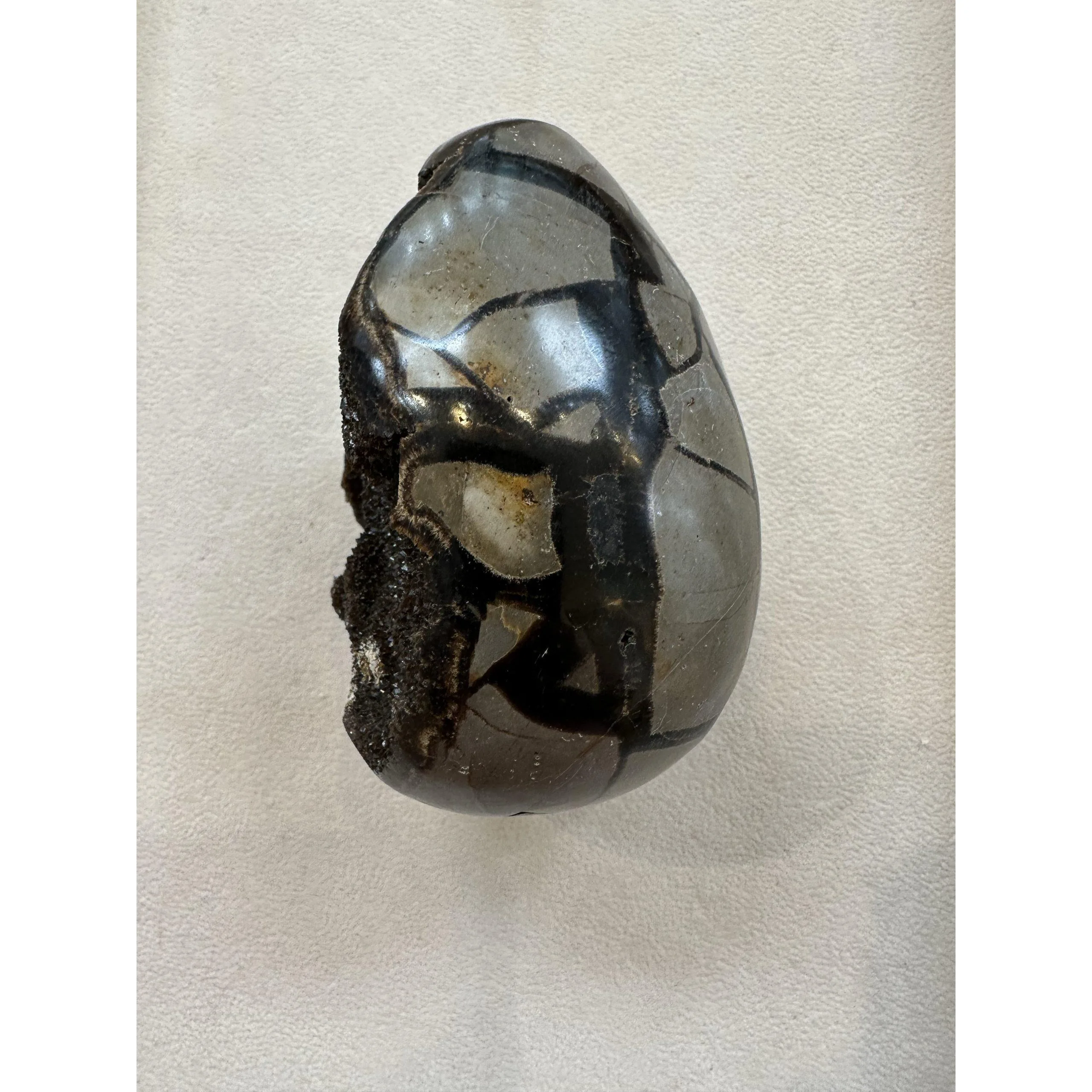 Septarian Dragon Egg –  3 1/2 inch, great chamber Prehistoric Online