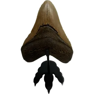 Dinosaur Footprint stand – Matte Black – 3 1/2 inch Prehistoric Online