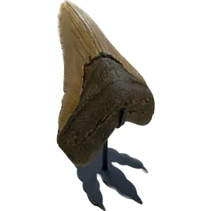 Dinosaur Footprint stand – Matte Black – 4 1/2 inch Prehistoric Online