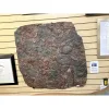 Crinoid mass mortality plaque 3ft square Prehistoric Online