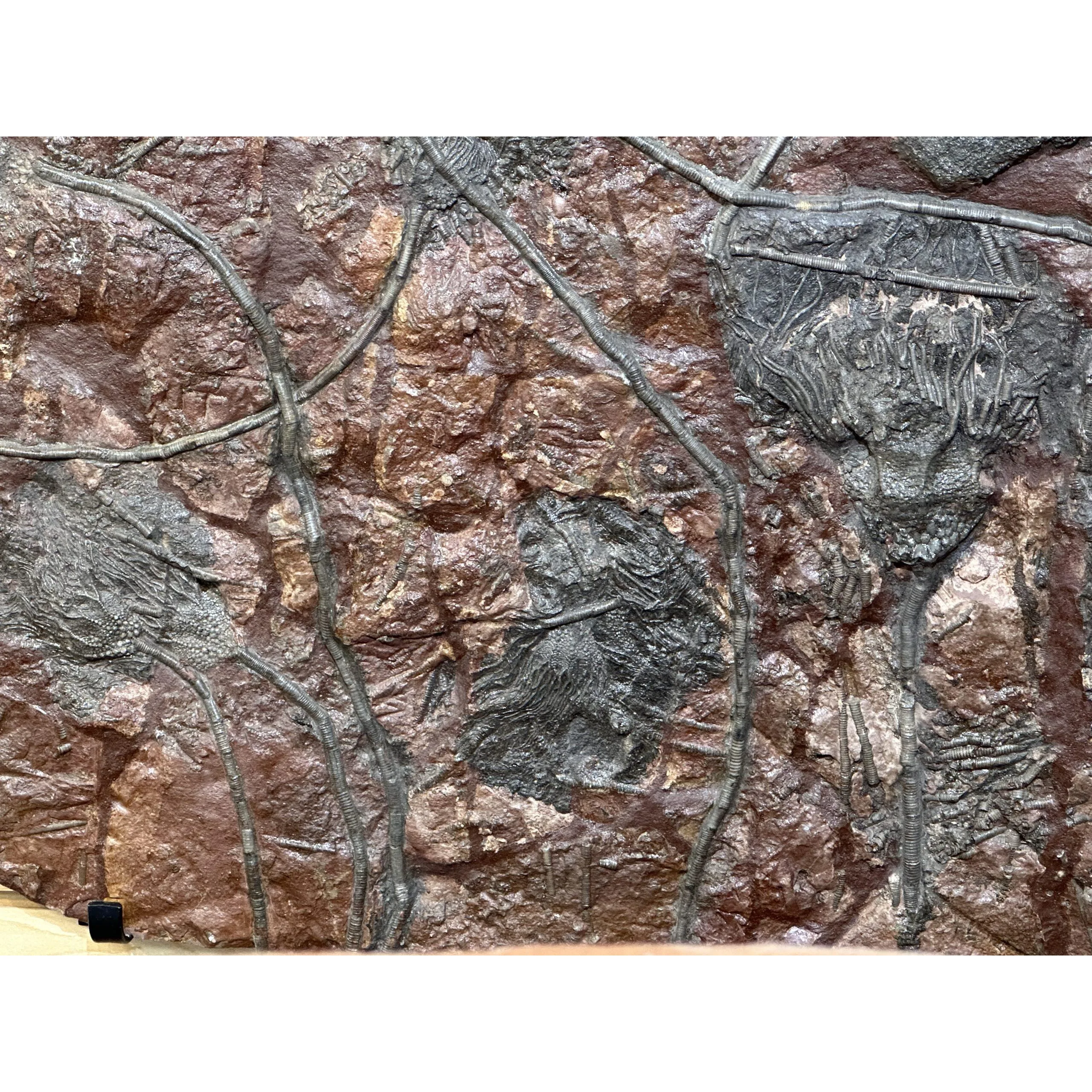 Crinoid mass mortality plaque 3ft square Prehistoric Online
