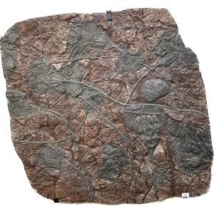 This is a picture of a wide crinoid deathplate which holds a lot of crinoids.