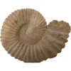 Agadir Ammonite, Morocco Prehistoric Online