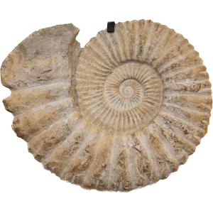 This is a picture of an Agadir ammonite, showing the perfectly spaced ridges the shell of the creature had.