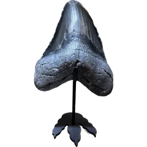 Shark Tooth Custom Stand