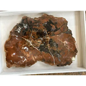 Petrified Wood Slice S. Central Utah Prehistoric Online