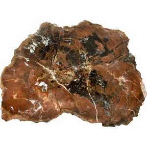 Petrified Wood Slice S. Central Utah Prehistoric Online