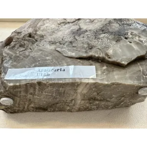 Petrified Wood Slice S. Central, UT Prehistoric Online