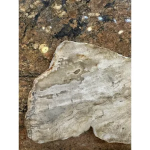 Petrified Wood Slice Indonesia Prehistoric Online