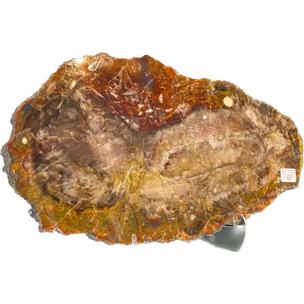 Petrified wood slice Utah, Escalante Prehistoric Online