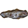 Petrified Wood Slice Hubbard Basin Prehistoric Online