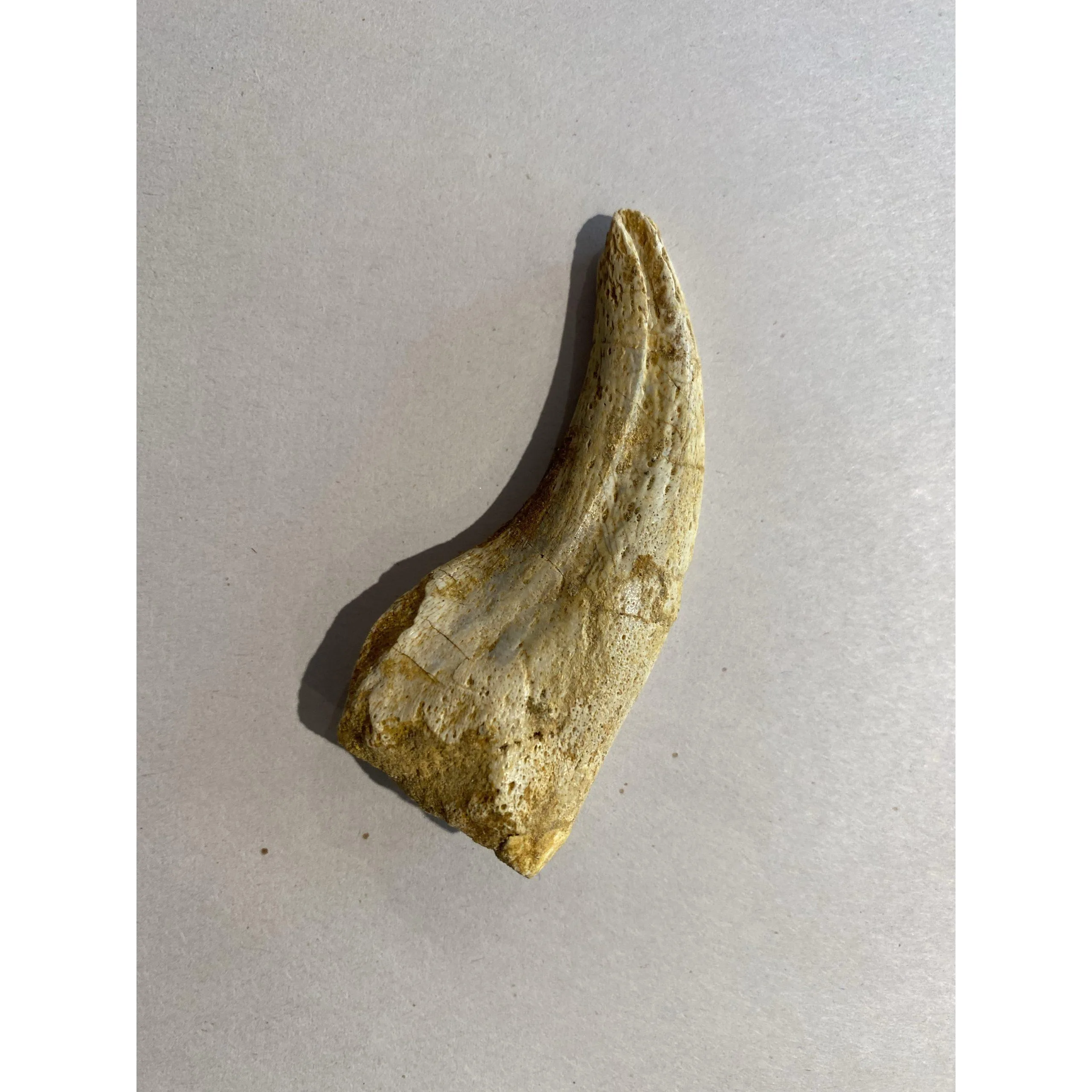 Spinosaurus Claw, Morocco, Gorgeous 3 1/2 inches Prehistoric Online