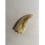 Spinosaurus Claw, Morocco, Gorgeous 3 1/2 inches Prehistoric Online
