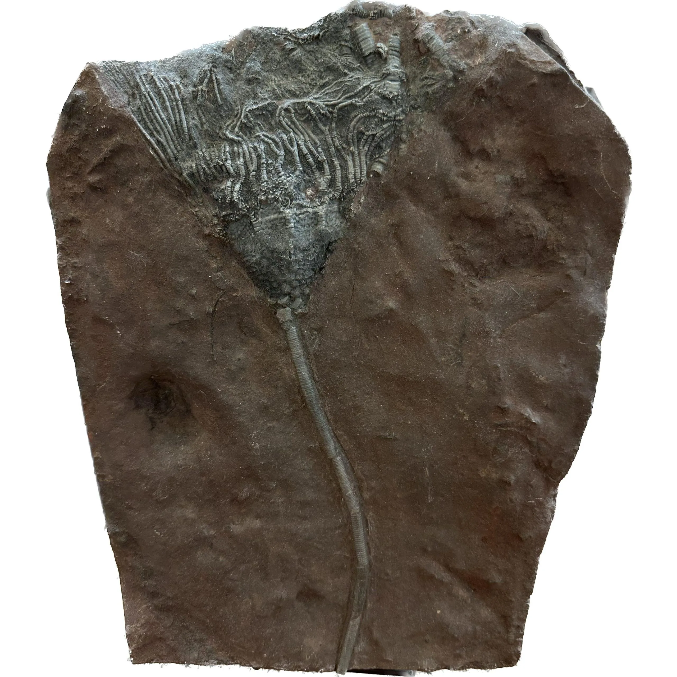 Crinoid Multiple- Scyphocrinites Elegans Prehistoric Online