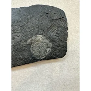 Dactylioceras Ammonite – Pyritized Prehistoric Online