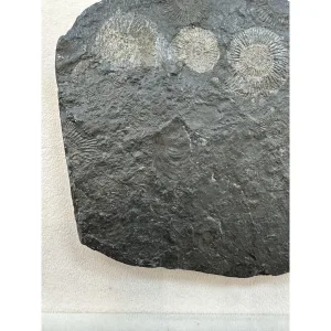 Dactylioceras Ammonite – Pyritized Prehistoric Online