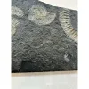 Ammonite Dactylioceras – Pyritized Prehistoric Online