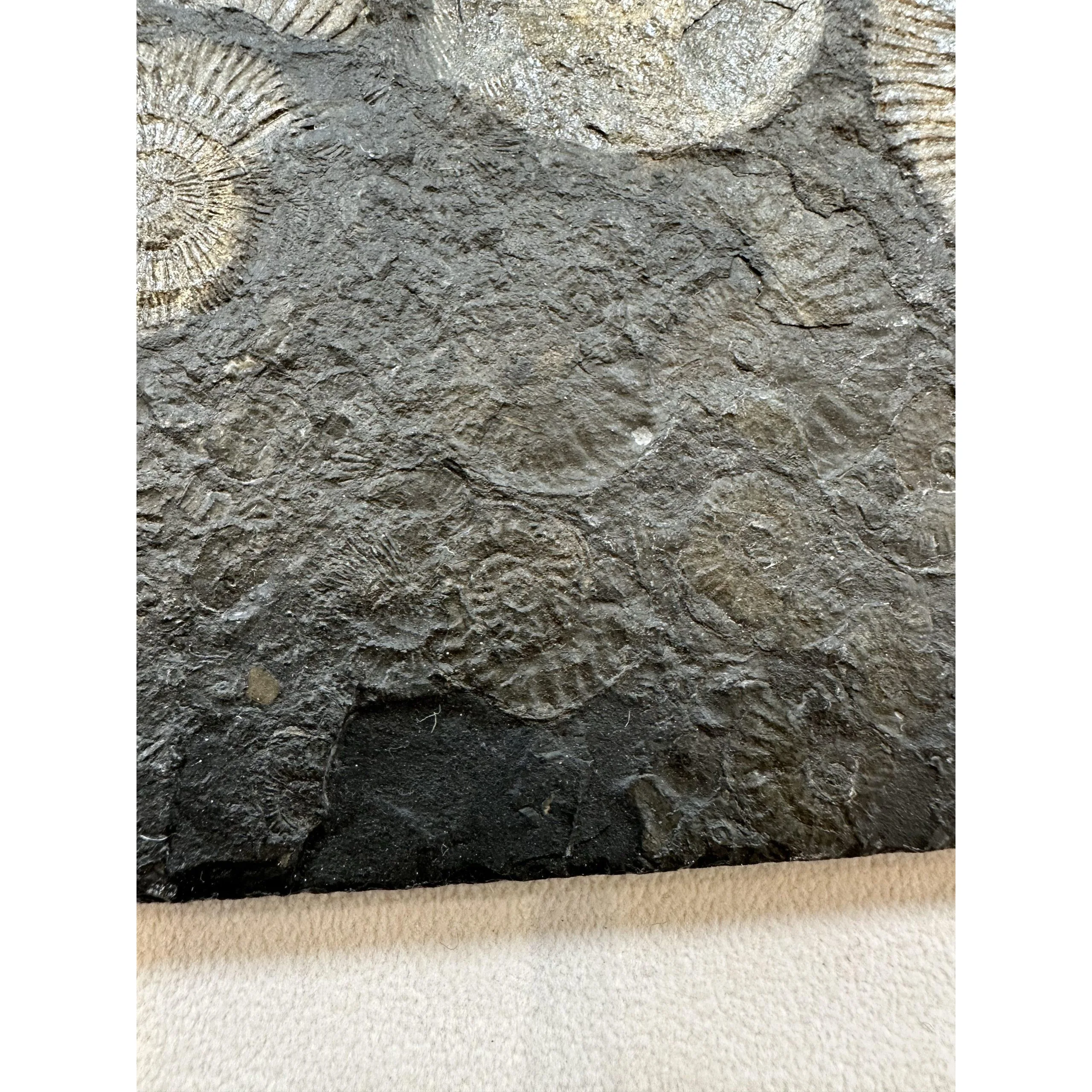 Ammonite Dactylioceras – Pyritized Prehistoric Online