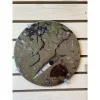 Fossil decorative round – 11 1/2″  diameter Prehistoric Online
