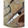 Fossil decorative round – 11 1/2″  diameter Prehistoric Online