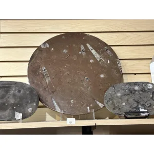 Fossil decorative round –  17 1/2″  diameter Prehistoric Online