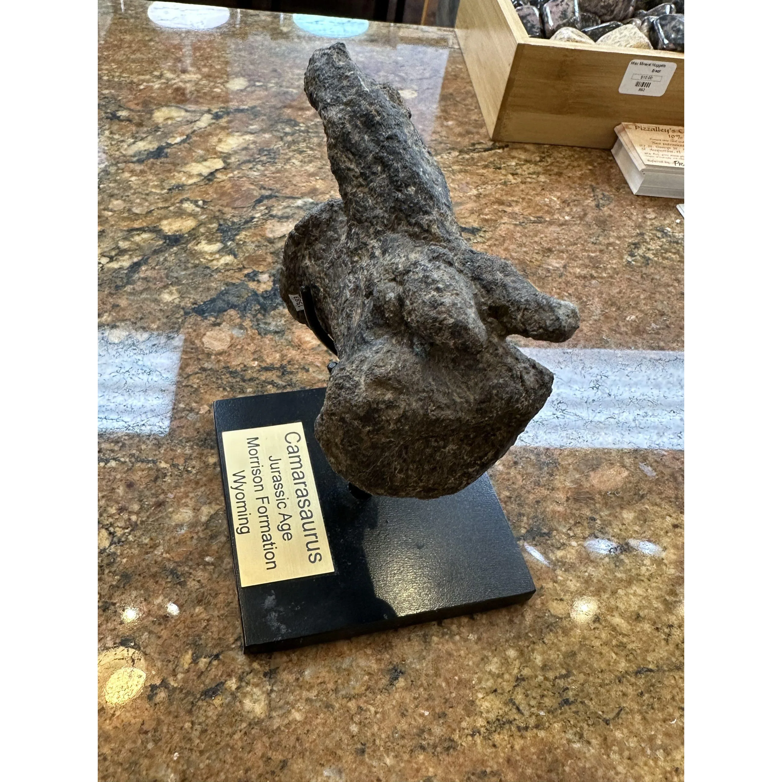 Camarasaurus Tail Vertebrae, Wyoming Prehistoric Online