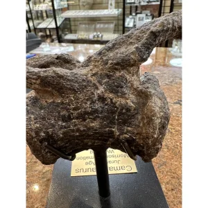 Camarasaurus Tail Vertebrae  Wyoming Prehistoric Online