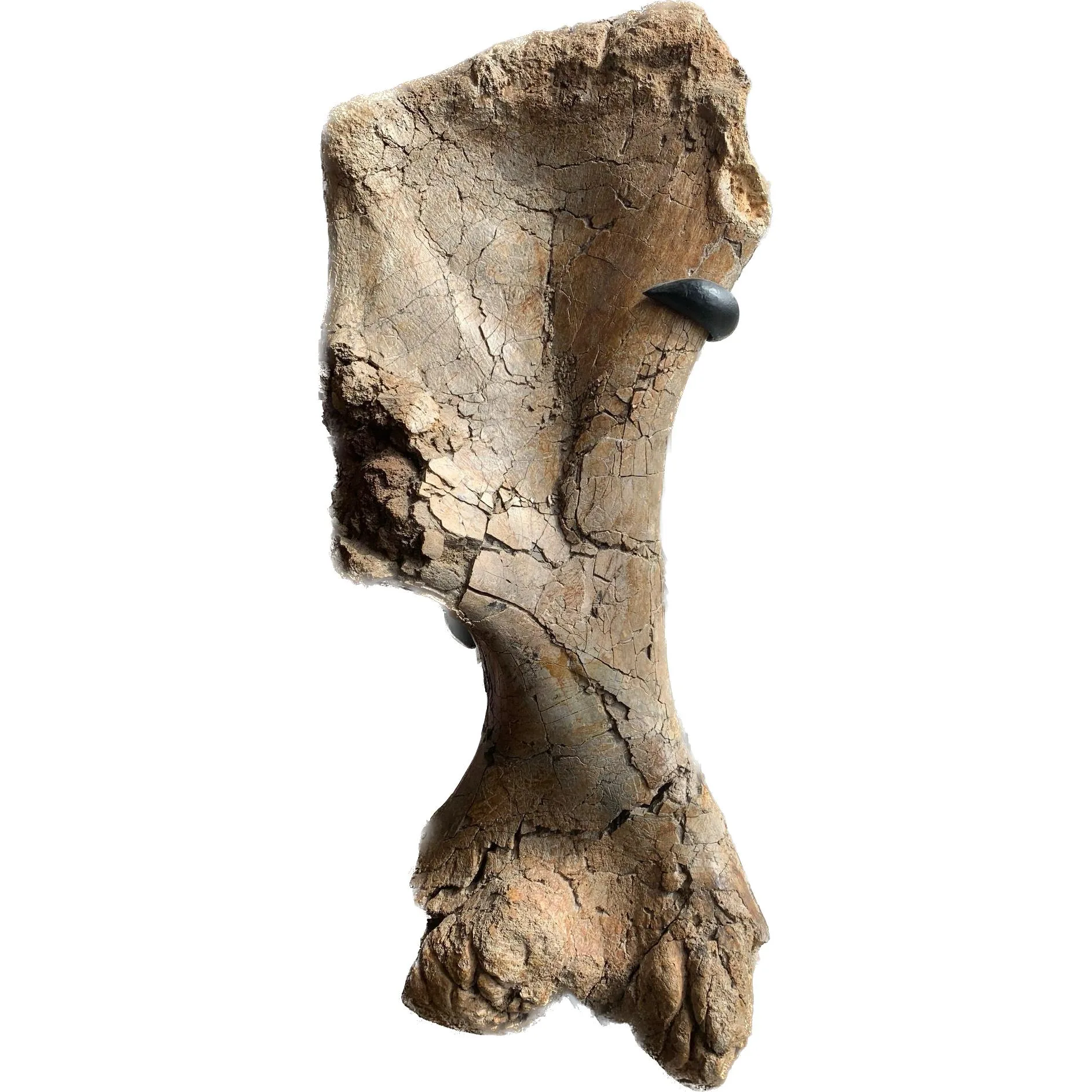 Triceratops Leg Bone Wyoming, 66 MYO Prehistoric Online