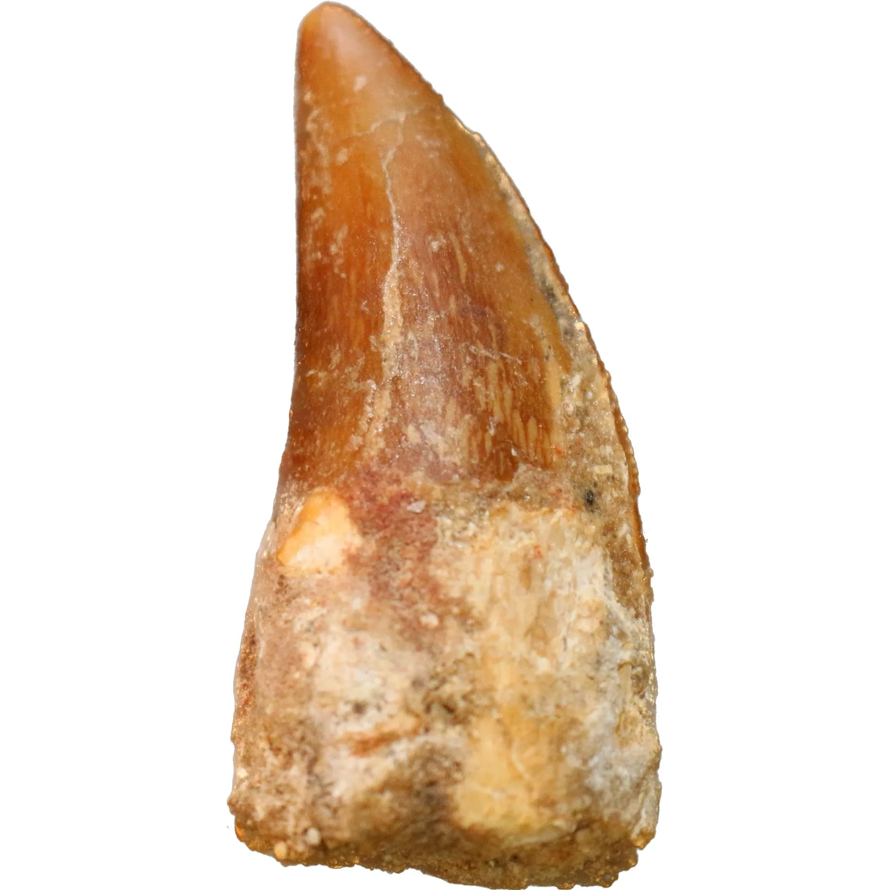 Carcharodontosaurus tooth, beautiful 2 inches Prehistoric Online
