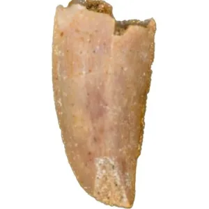 Raptor tooth  Kem Kem, Morocco Prehistoric Online