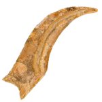 This is a picture of a Yellow Spinosaurus claw from Kem Kem, Morocco.