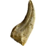 This is a picture of a Spinosaurus claw from Morocco. It is a very light yellow.