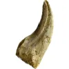 This is a picture of a Spinosaurus claw from Morocco. It is a very light yellow.