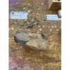 Hadrosaur Dinosaur Femur Head – Hell Creek Formation Prehistoric Online