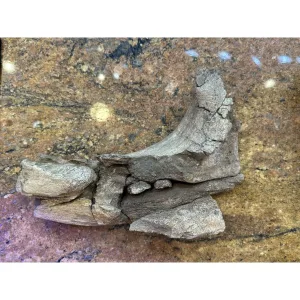 Hadrosaur Dinosaur Lower Jaw – Hell Creek Formation Prehistoric Online