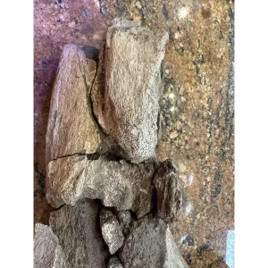 Megalodon Tooth  South Carolina 2 3/4″ Prehistoric Online