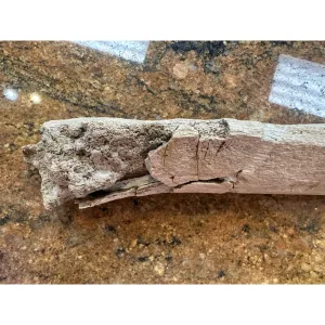 Hadrosaur Dinosaur Ulna Bone – Hell Creek Formation Prehistoric Online