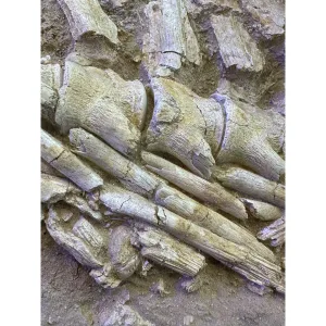 Mosasaur Spine Column in field jacket Prehistoric Online