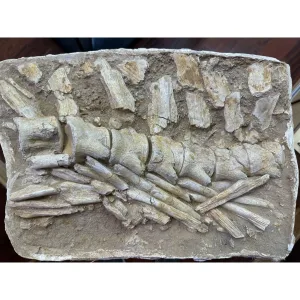 Mosasaur Spine Column in field jacket Prehistoric Online