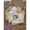 Agatized Coral Slice – Withlacoochee River, FL Prehistoric Online