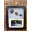 Riker Collector Box – NWA Meteorite set of 3 Prehistoric Online
