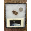 NWA Meteorite – Riker Collector Box Prehistoric Online