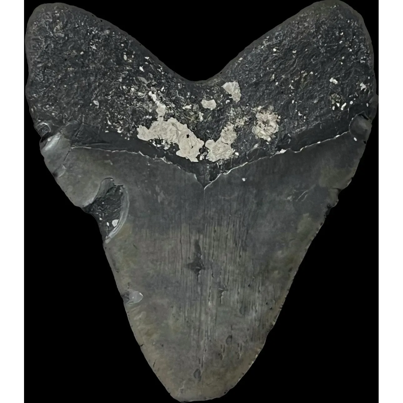 Megalodon Tooth – 5.51″, North Carolina Prehistoric Online