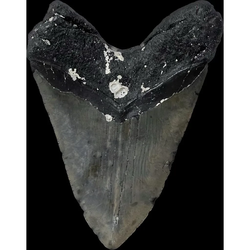 Megalodon Tooth – North Carolina, 6.15″, Ocean Fresh Prehistoric Online